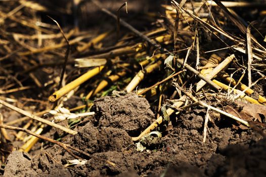 Freshly plowed agricultural soil with roots of wheat, barley and oats. The end of the harvest season.