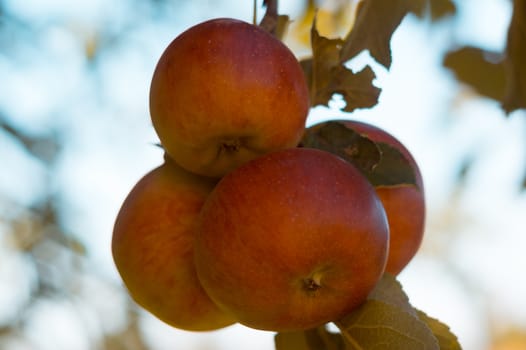 Ripe apples on a branch in agrarian fruit garden. Sunshine kisses fruits. Harvest season.