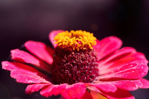 The bee collects the pollen from the flower of the pink zinnia. A macro of a bee on a zinnia flower.