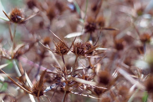 Dry blossoms of a blue-head in the field. The intense orange color of the inflorescence indicates the maturity of the seeds. Close-up view.