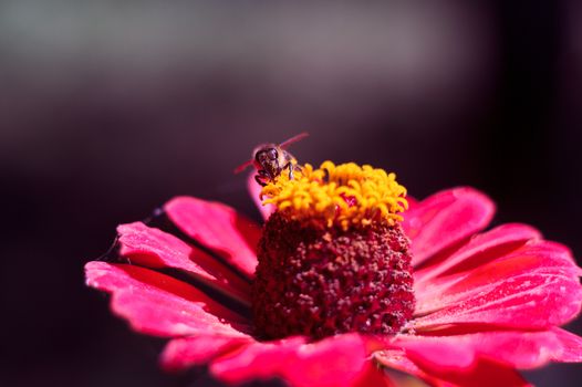 The bee collects the pollen from the flower of the pink zinnia. A macro of a bee on a zinnia flower.