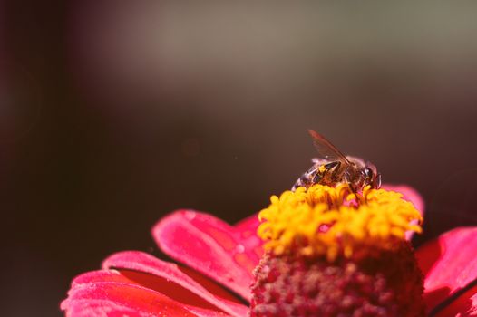 The bee collects the pollen from the flower of the pink zinnia. A macro of a bee on a zinnia flower.