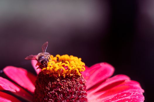 The bee collects the pollen from the flower of the pink zinnia. A macro of a bee on a zinnia flower.
