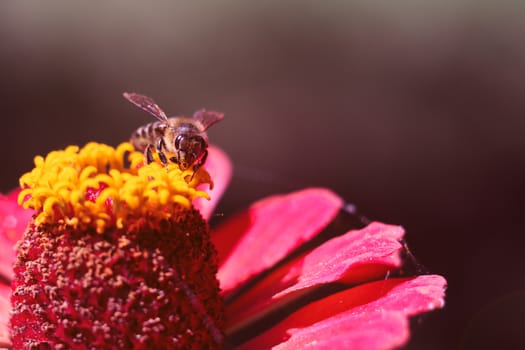 The bee collects the pollen from the flower of the pink zinnia. A macro of a bee on a zinnia flower.