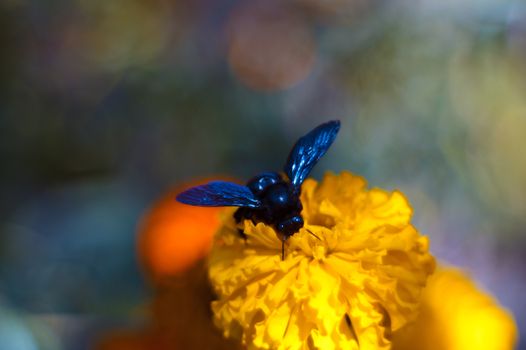 Blue bumblebee on the inflorescence of the black-hens in the botanical garden. The flower is very rich and bright. Pollination of flowers is the purpose of a bumblebee.