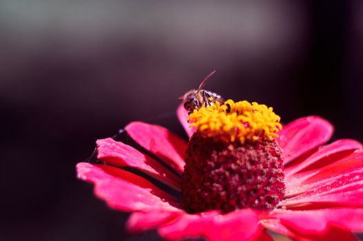 The bee collects the pollen from the flower of the pink zinnia. A macro of a bee on a zinnia flower.