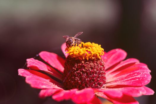 The bee collects the pollen from the flower of the pink zinnia. A macro of a bee on a zinnia flower.