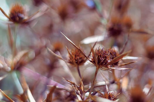Dry blossoms of a blue-head in the field. The intense orange color of the inflorescence indicates the maturity of the seeds. Close-up view.
