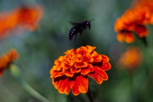 Blue bumblebee flies by the inflorescence of the black-hens in the botanical garden. The flower is very rich and bright. Pollination of flowers is the purpose of a bumblebee.