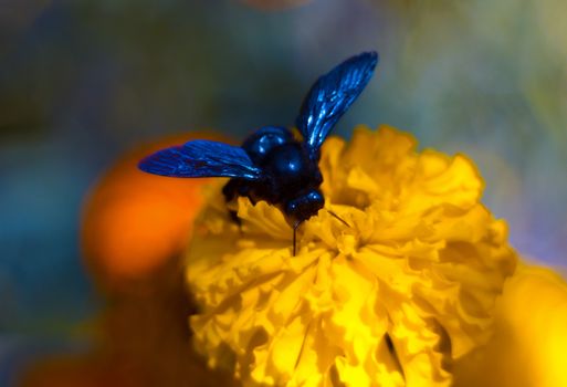 Blue bumblebee on the inflorescence of the black-hens in the botanical garden. The flower is very rich and bright. Pollination of flowers is the purpose of a bumblebee.