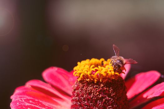 The bee collects the pollen from the flower of the pink zinnia. A macro of a bee on a zinnia flower.