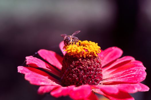 The bee collects the pollen from the flower of the pink zinnia. A macro of a bee on a zinnia flower.
