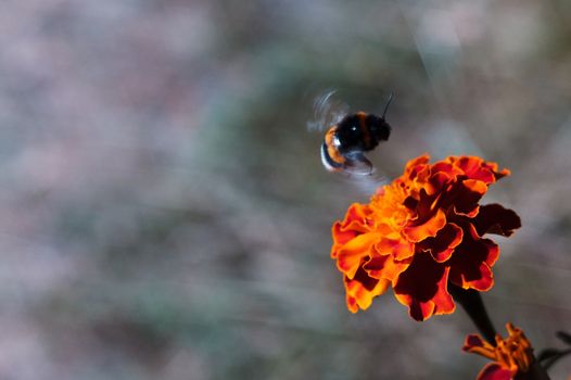 Black bumblebee flies by the inflorescence of the black-hens in the botanical garden. The flower is very rich and bright. Pollination of flowers is the purpose of a bumblebee.