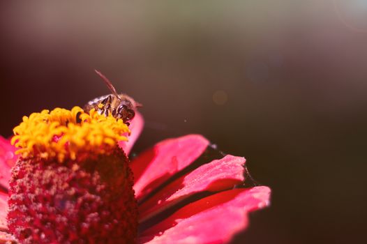 The bee collects the pollen from the flower of the pink zinnia. A macro of a bee on a zinnia flower.