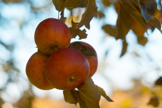 Ripe apples on a branch in agrarian fruit garden. Sunshine kisses fruits. Harvest season.