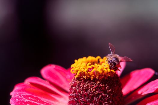 The bee collects the pollen from the flower of the pink zinnia. A macro of a bee on a zinnia flower.