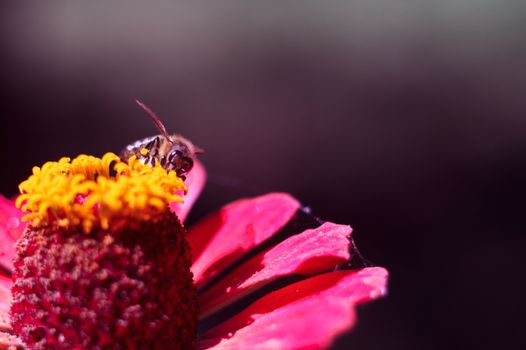 The bee collects the pollen from the flower of the pink zinnia. A macro of a bee on a zinnia flower.