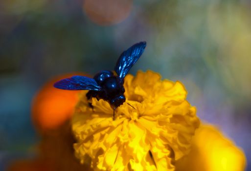 Blue bumblebee on the inflorescence of the black-hens in the botanical garden. The flower is very rich and bright. Pollination of flowers is the purpose of a bumblebee.