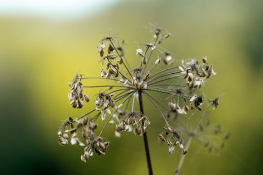 Dill inflorescence closeup with blurred background. Healing plant. Close up view.