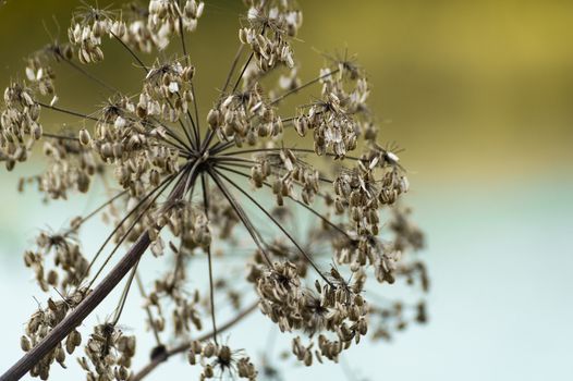 Dill inflorescence closeup with blurred background. Healing plant. Close up view.