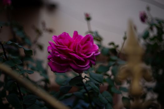 Purple rose with blurred background and very soft focus. Art idea.