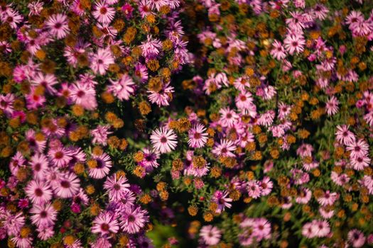 Purple chrysanthemums with blurred background and very soft focus. Art idea.