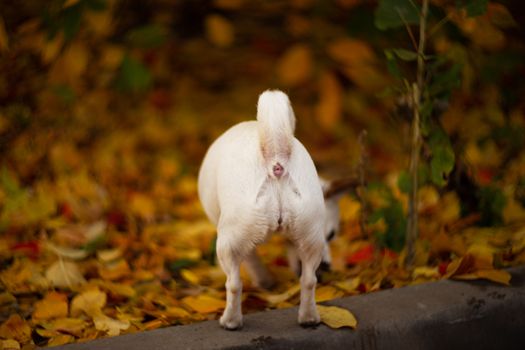 Asshole of white dog in autumn forest.
