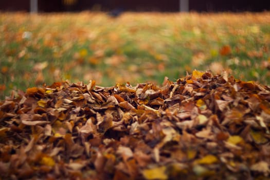 Orange leaves on wet grass.