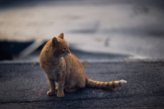 Temperamental homeless black cat looks at you in a big city.