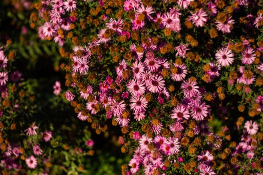 Purple chrysanthemums with blurred background and very soft focus. Art idea.
