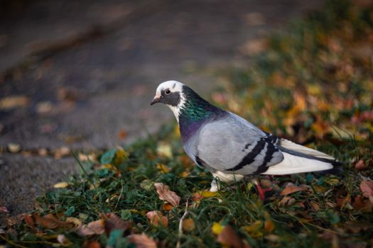 Nice dove in autumn orange forest.