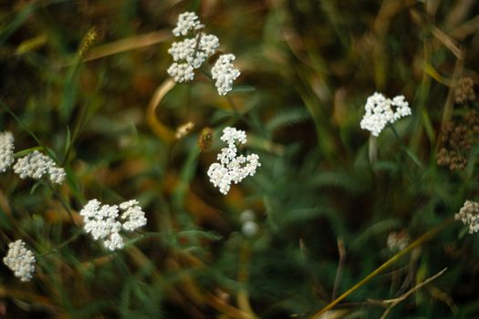 Yarrow closeup