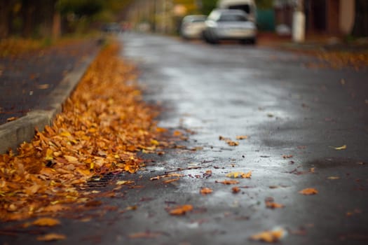 Orange leaves on wet asphalt.