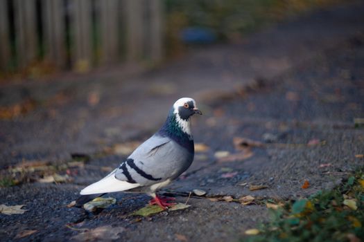 Nice dove in autumn orange forest.