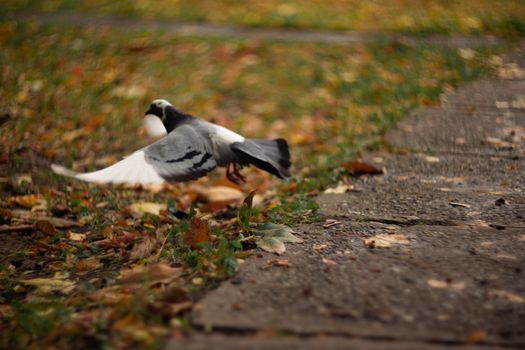 Nice dove in autumn orange forest.