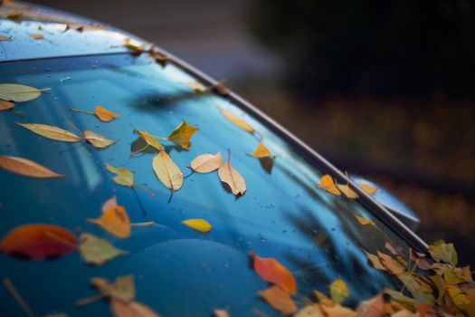 car windshield with orange leaves on it. The car has long stood in the parking lot and does not go