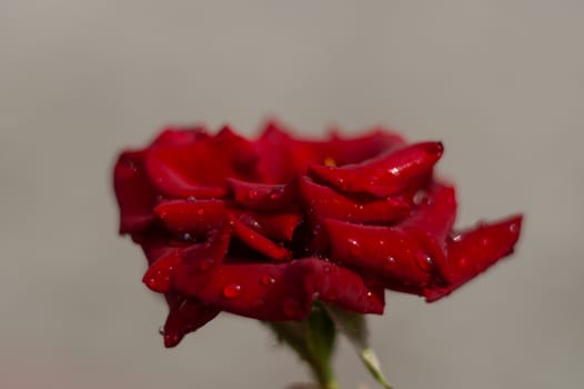 Hue red rose with water drops on blurred background. Close-up view.