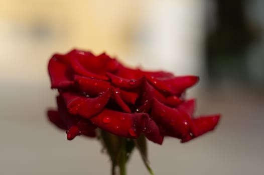 Hue red rose with water drops on blurred background. Close-up view.