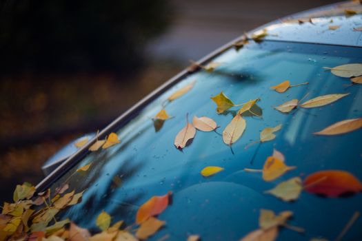 car windshield with orange leaves on it. The car has long stood in the parking lot and does not go