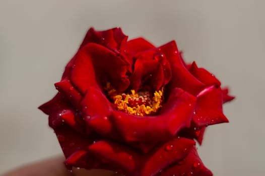 Hue red rose with water drops on blurred background. Close-up view.