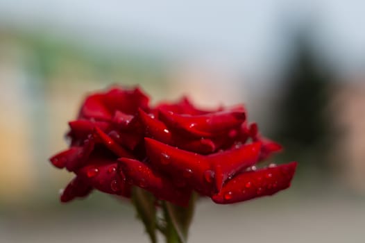 Hue red rose with water drops on blurred background. Close-up view.