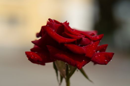 Hue red rose with water drops on blurred background. Close-up view.