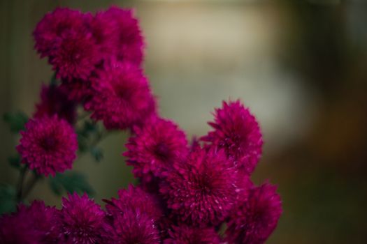 Purple chrysanthemums with blurred background and very soft focus. Art idea.