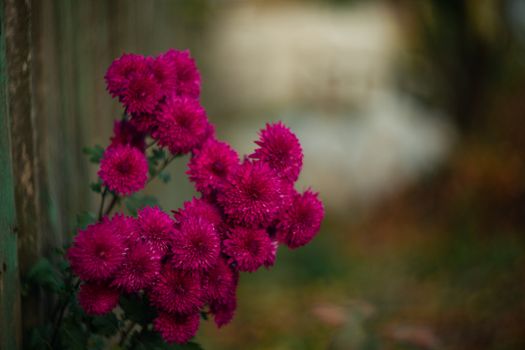 Purple chrysanthemums with blurred background and very soft focus. Art idea.
