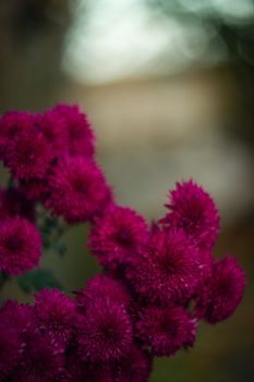 Purple chrysanthemums with blurred background and very soft focus. Art idea.