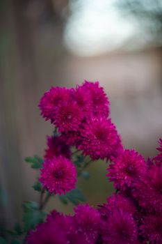 Purple chrysanthemums with blurred background and very soft focus. Art idea.