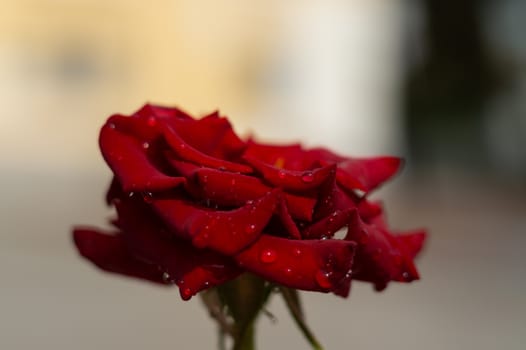 Hue red rose with water drops on blurred background. Close-up view.