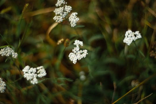 Yarrow closeup