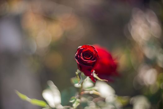 Perfect and beautiful hue red rose in garden. Close-up view, backgroud is blurred.