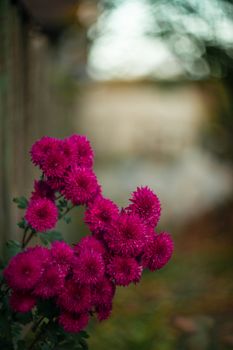 Purple chrysanthemums with blurred background and very soft focus. Art idea.